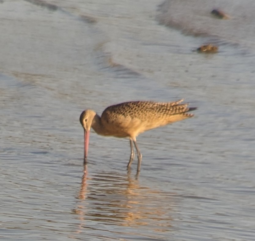 Marbled Godwit - ML608513488