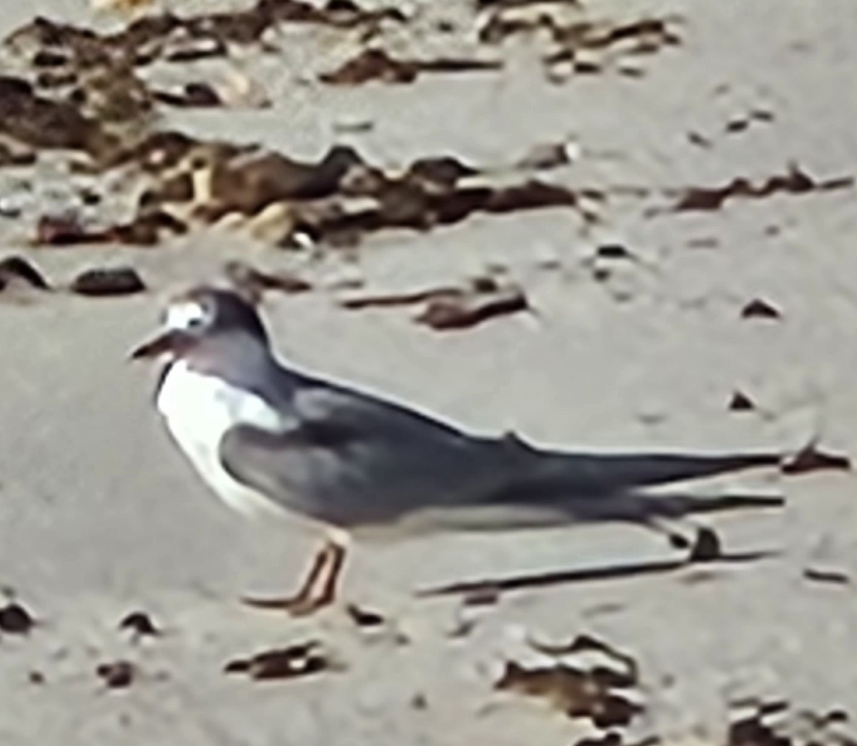 Common Tern - ML608513511