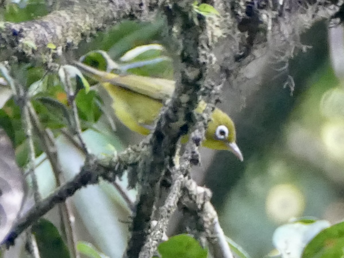 Meratus White-eye - ML608513521