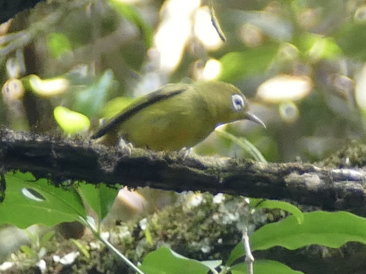 Meratus White-eye - ML608513522