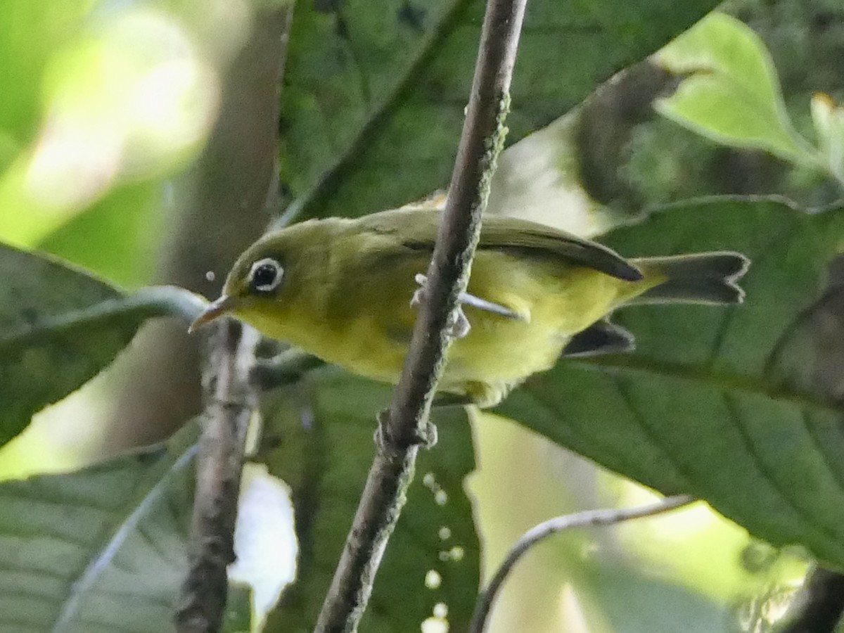 Meratus White-eye - ML608513523