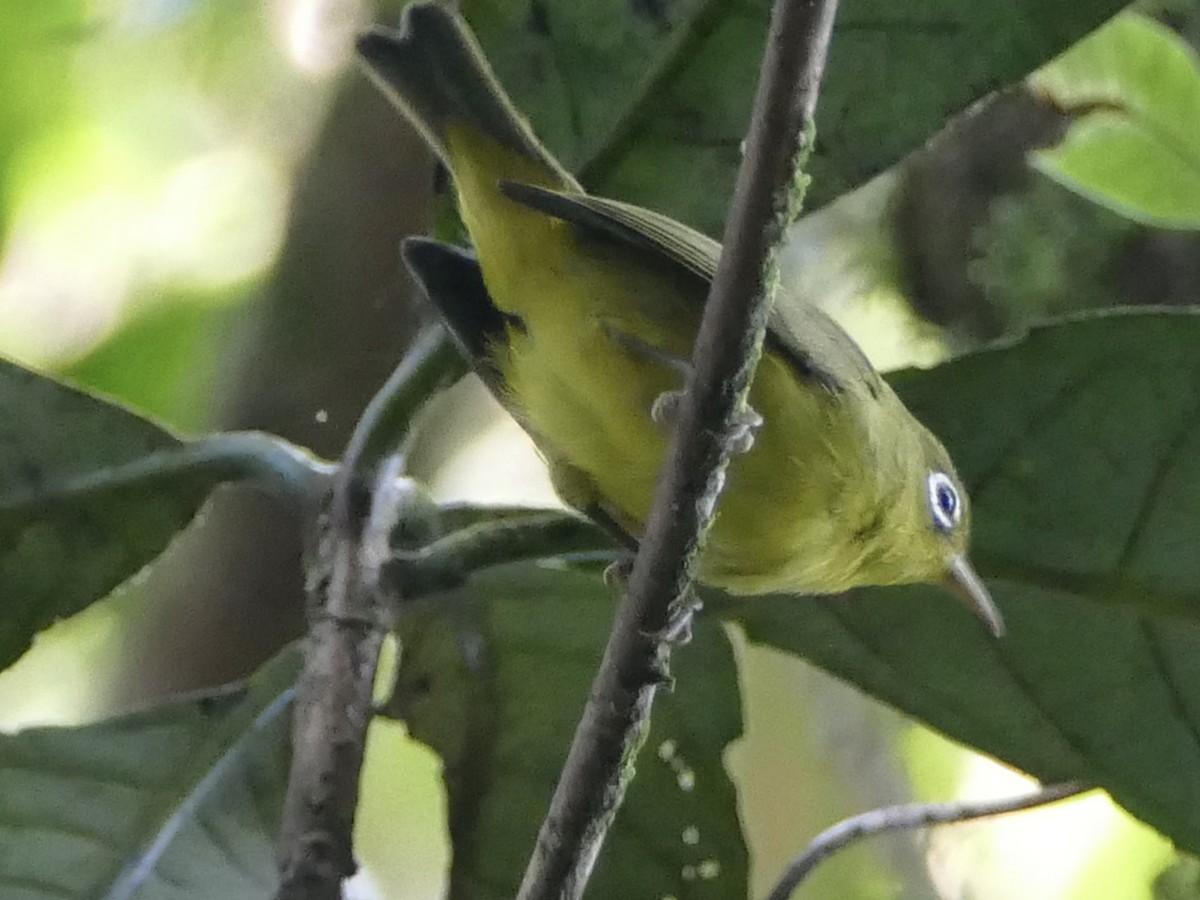 Meratus White-eye - Peter Kaestner