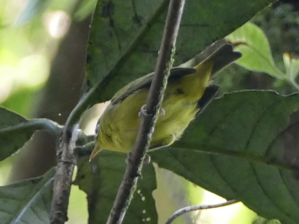 Meratus White-eye - ML608513525