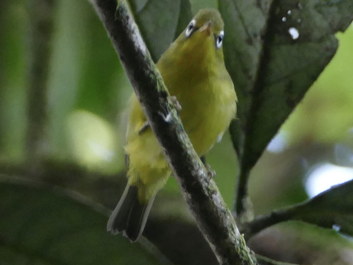 Meratus White-eye - ML608513526