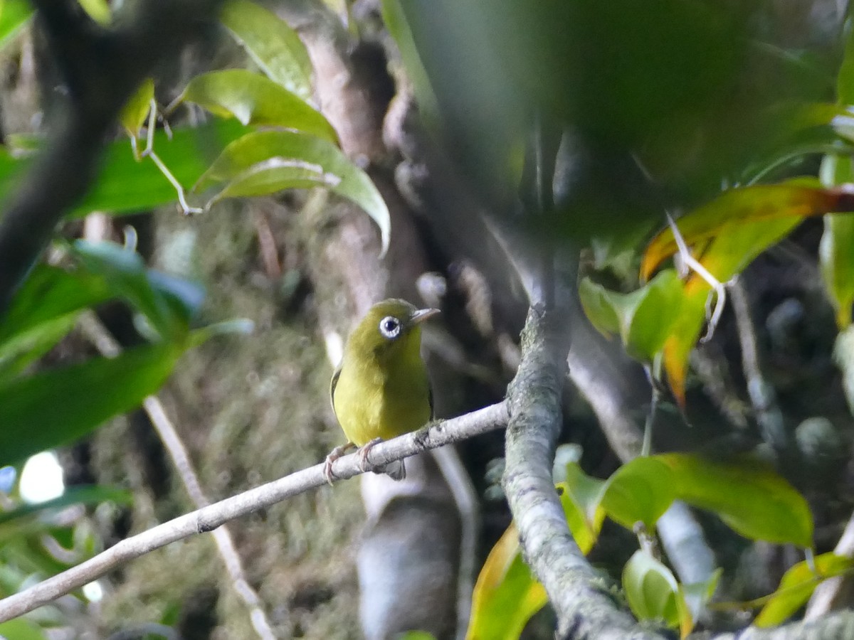 Meratus White-eye - ML608513527