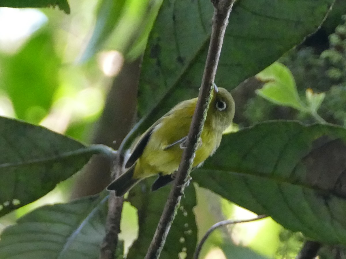 Meratus White-eye - ML608513528