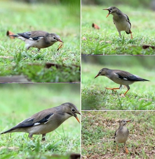 Red-billed Starling - CY Low