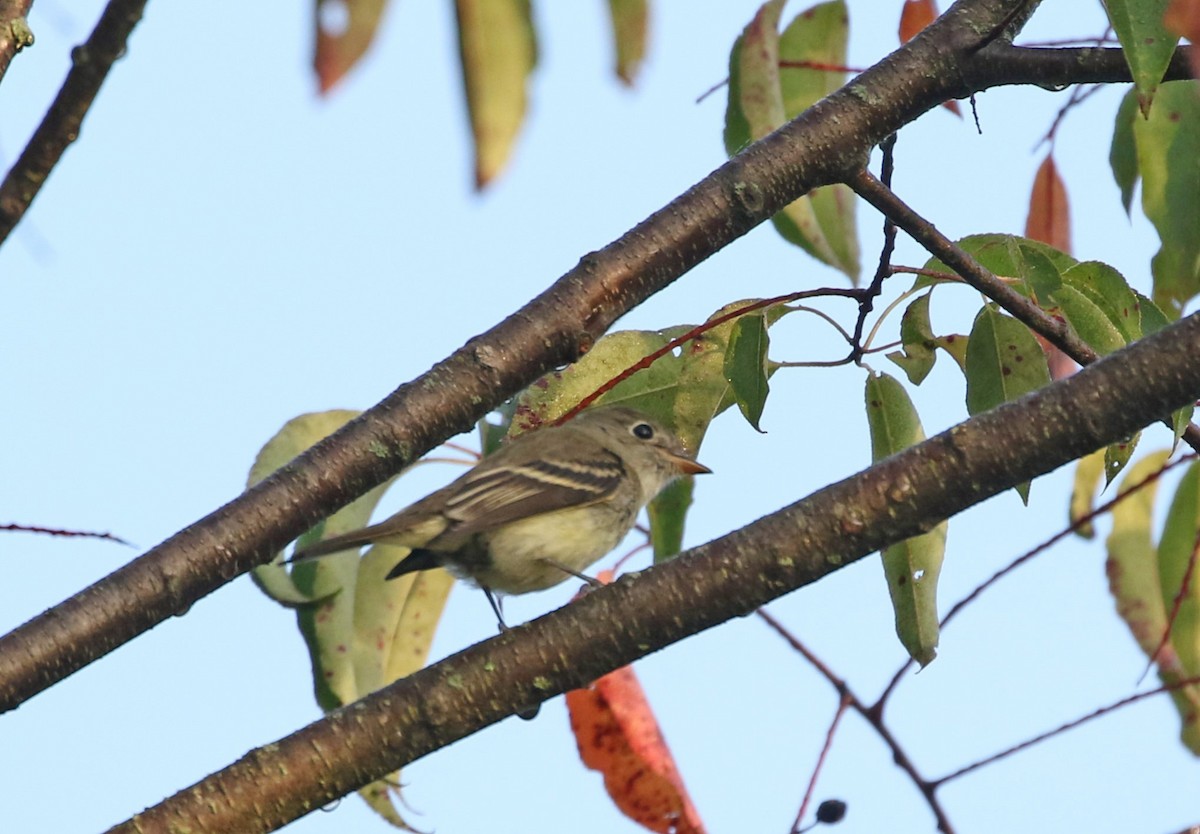 Least Flycatcher - Elizabeth Brensinger