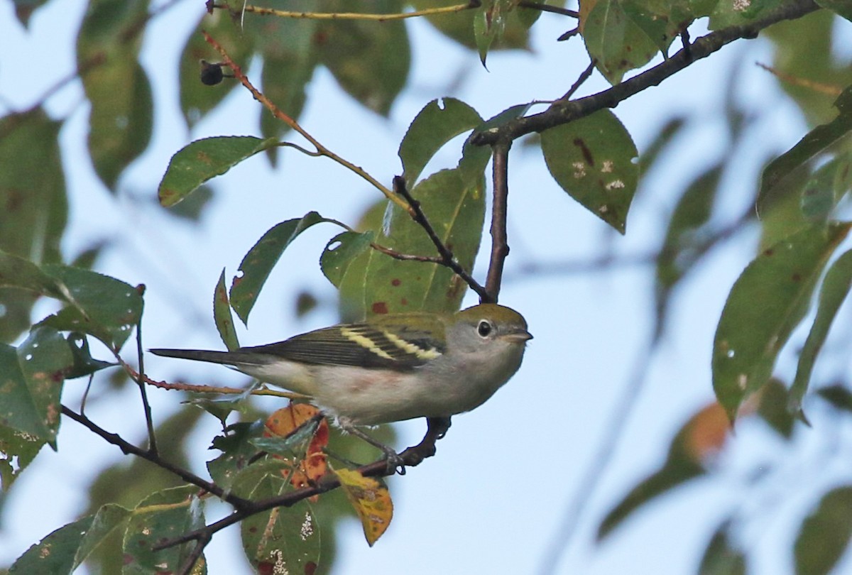 Chestnut-sided Warbler - ML608513640