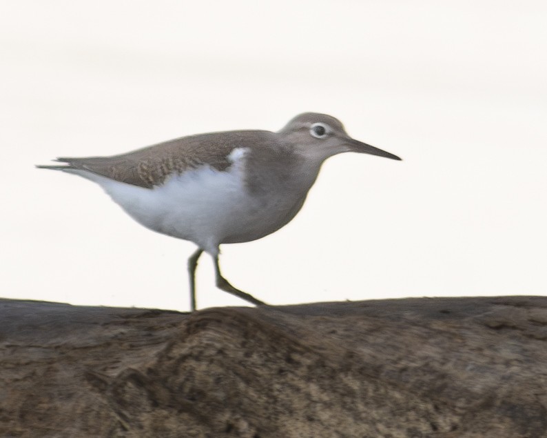 Spotted Sandpiper - ML608513701