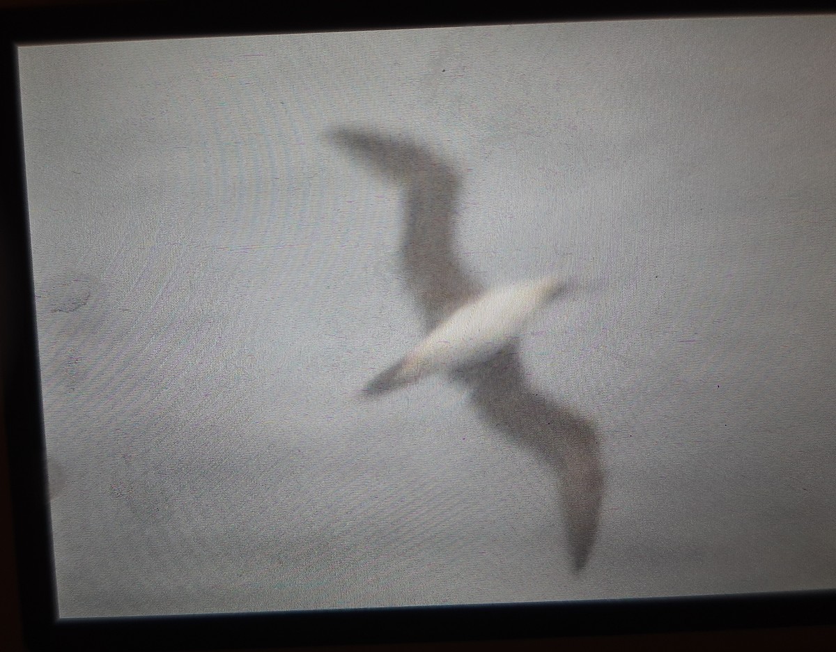 Red-footed Booby - ML608513719