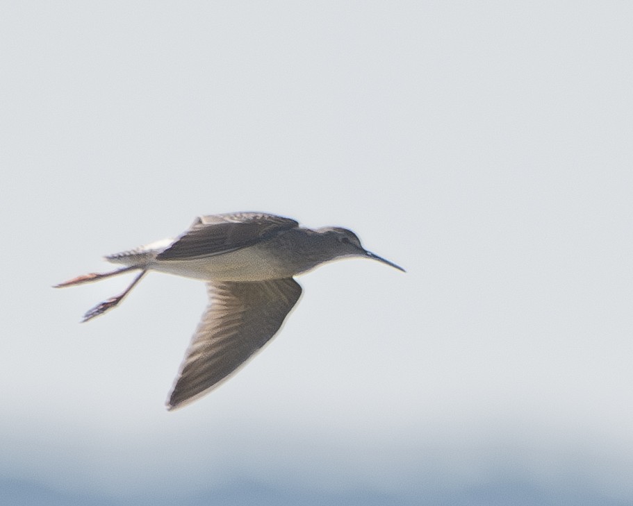 Lesser Yellowlegs - ML608513720