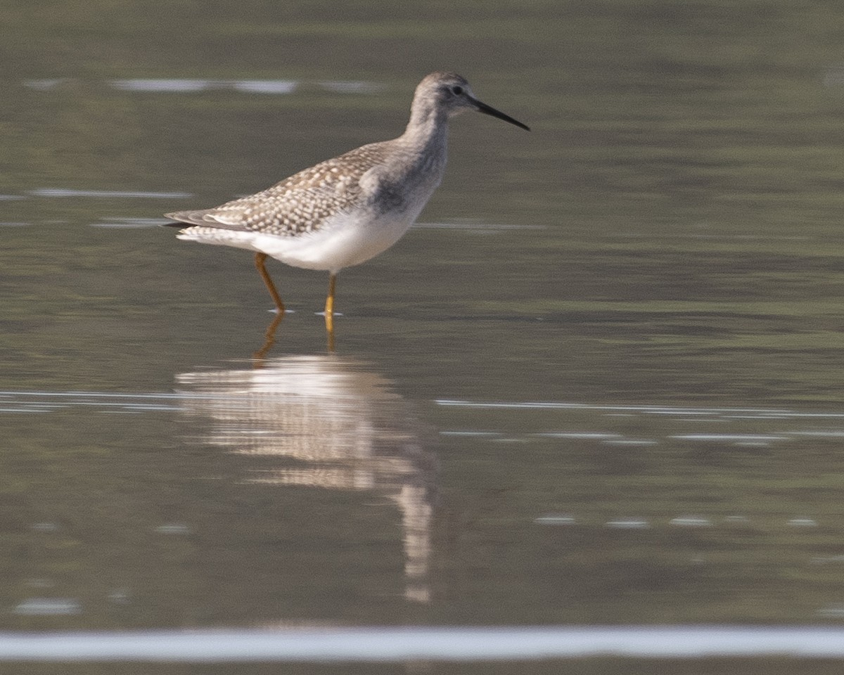 Lesser Yellowlegs - ML608513721