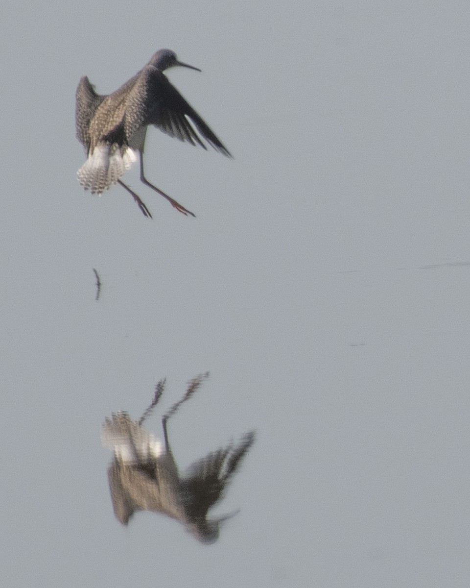 Lesser Yellowlegs - ML608513722