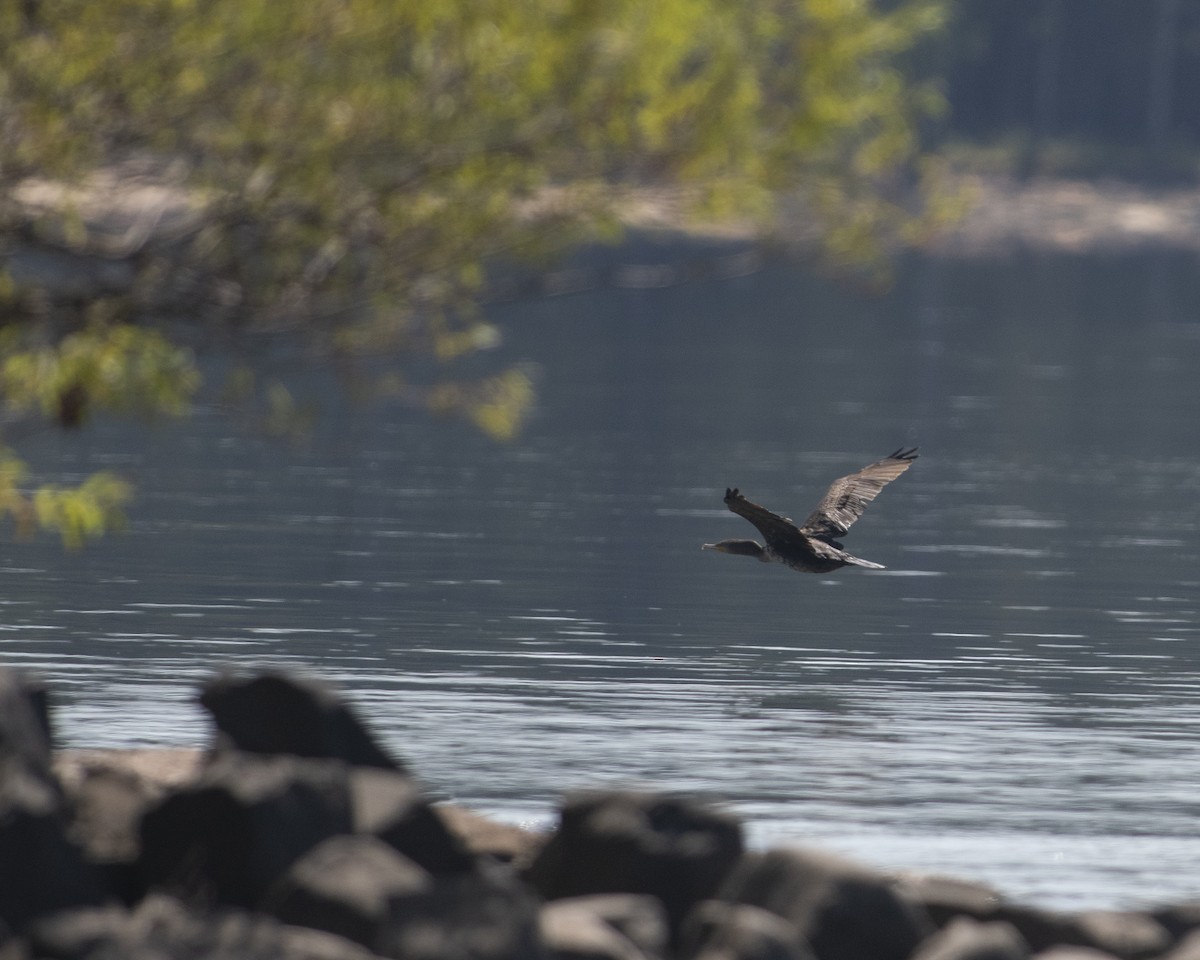 Double-crested Cormorant - ML608513727