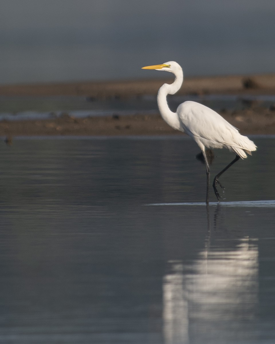 Great Egret - ML608513765