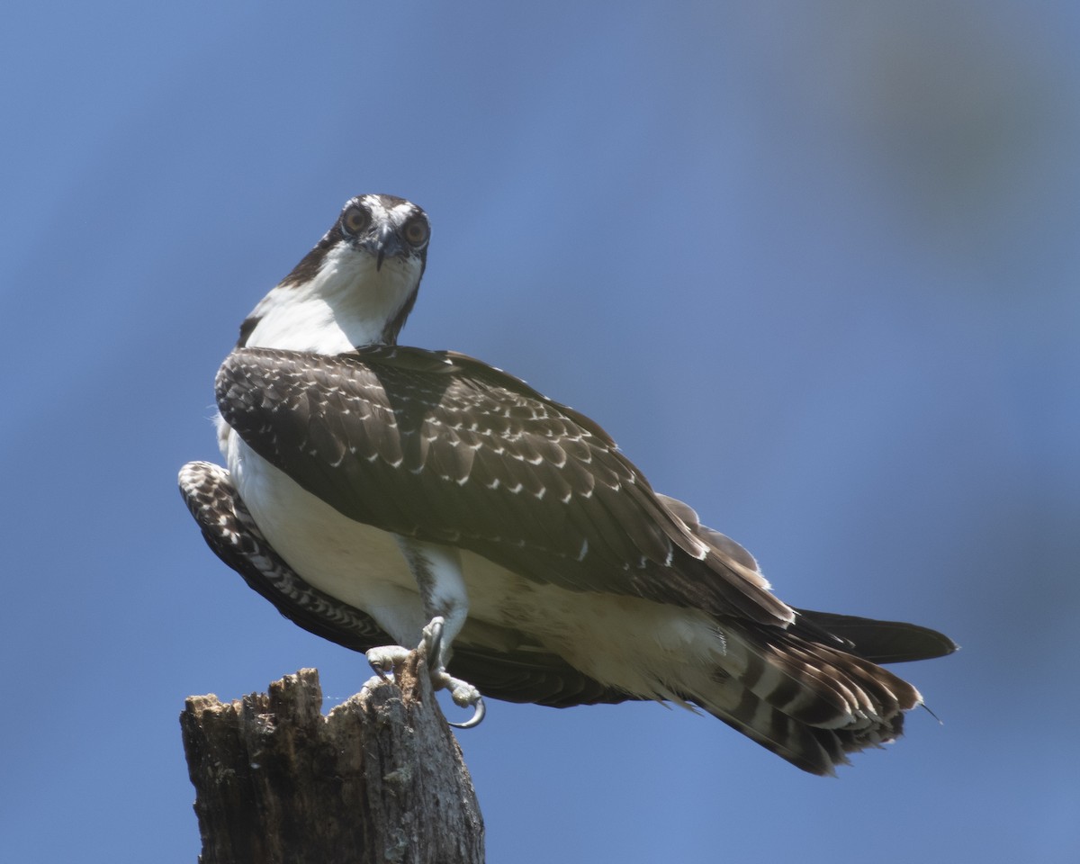 Osprey - ML608513768