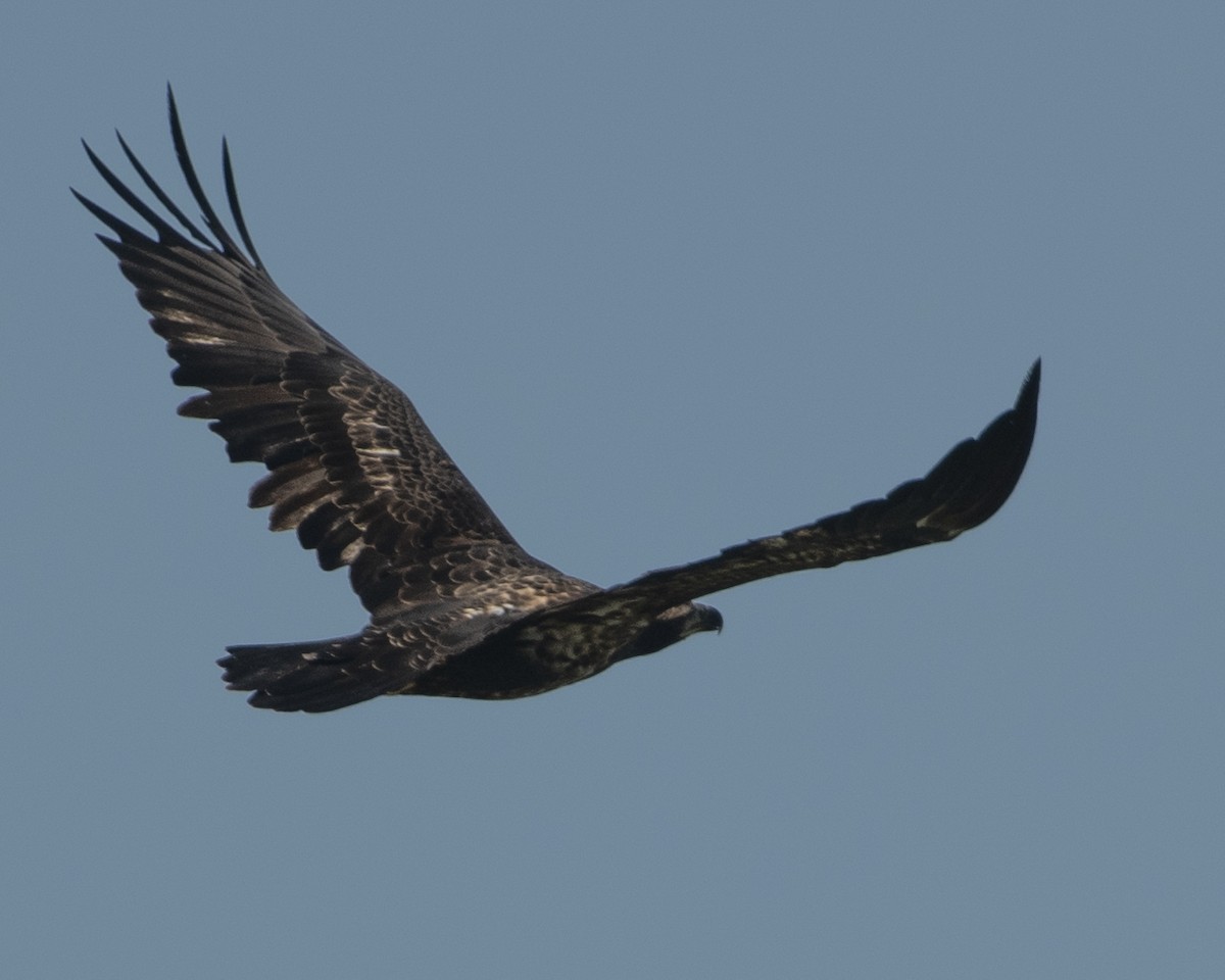 Bald Eagle - ML608513777