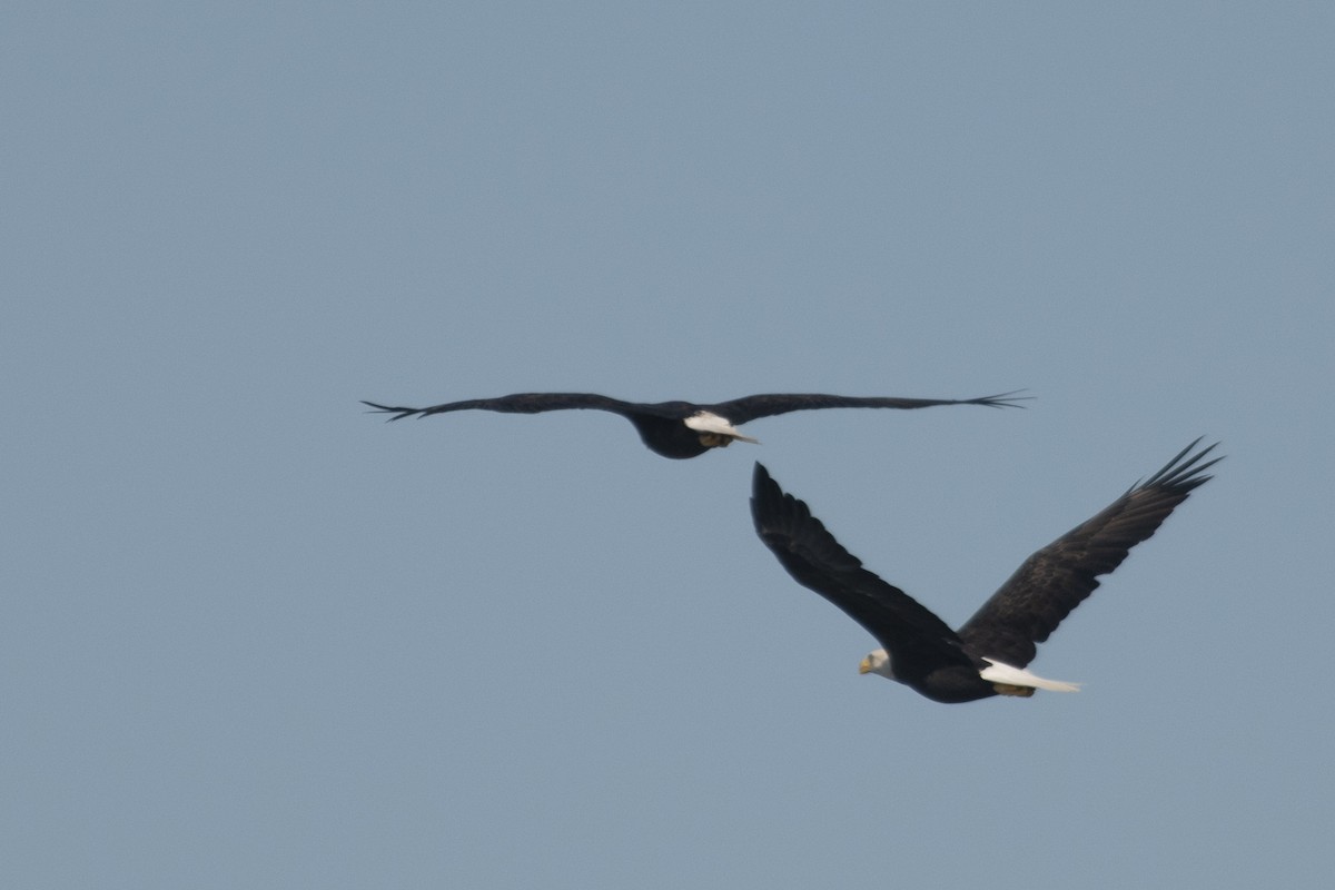 Bald Eagle - ML608513778