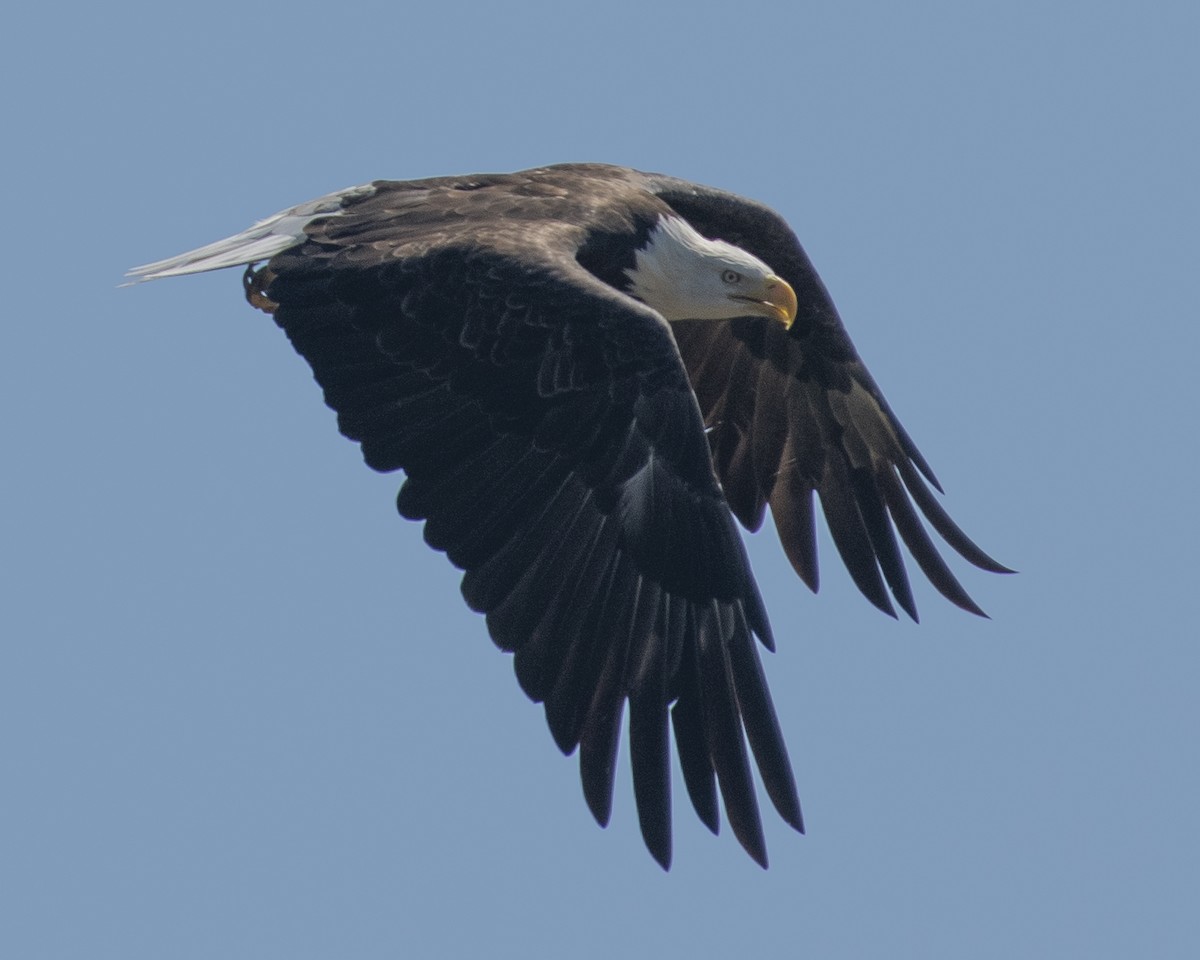 Bald Eagle - ML608513779