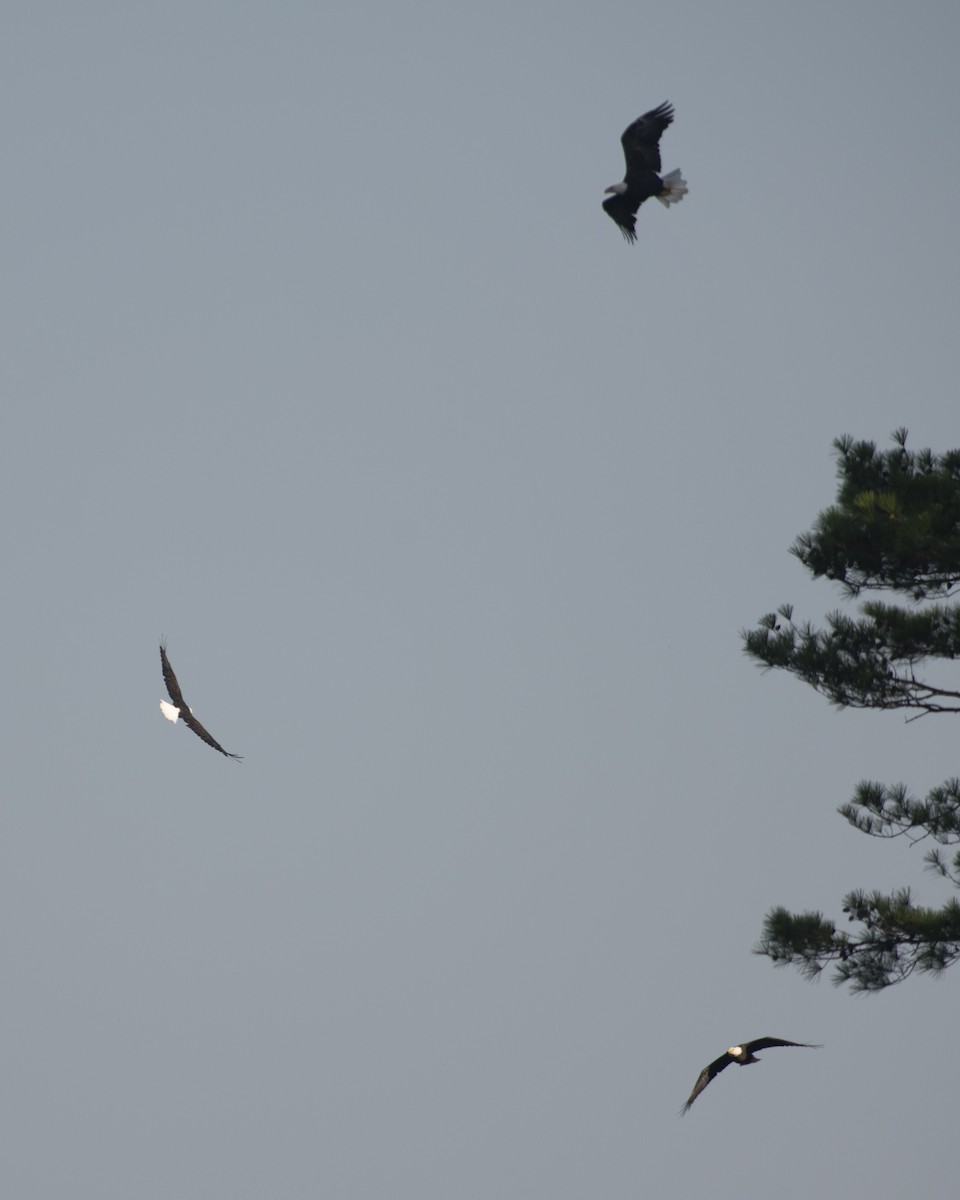 Bald Eagle - ML608513781