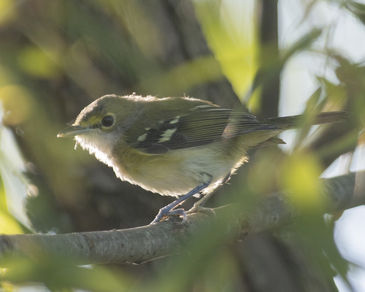 White-eyed Vireo - ML608513809