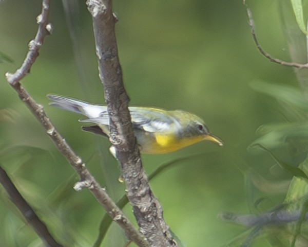 Northern Parula - ML608513814