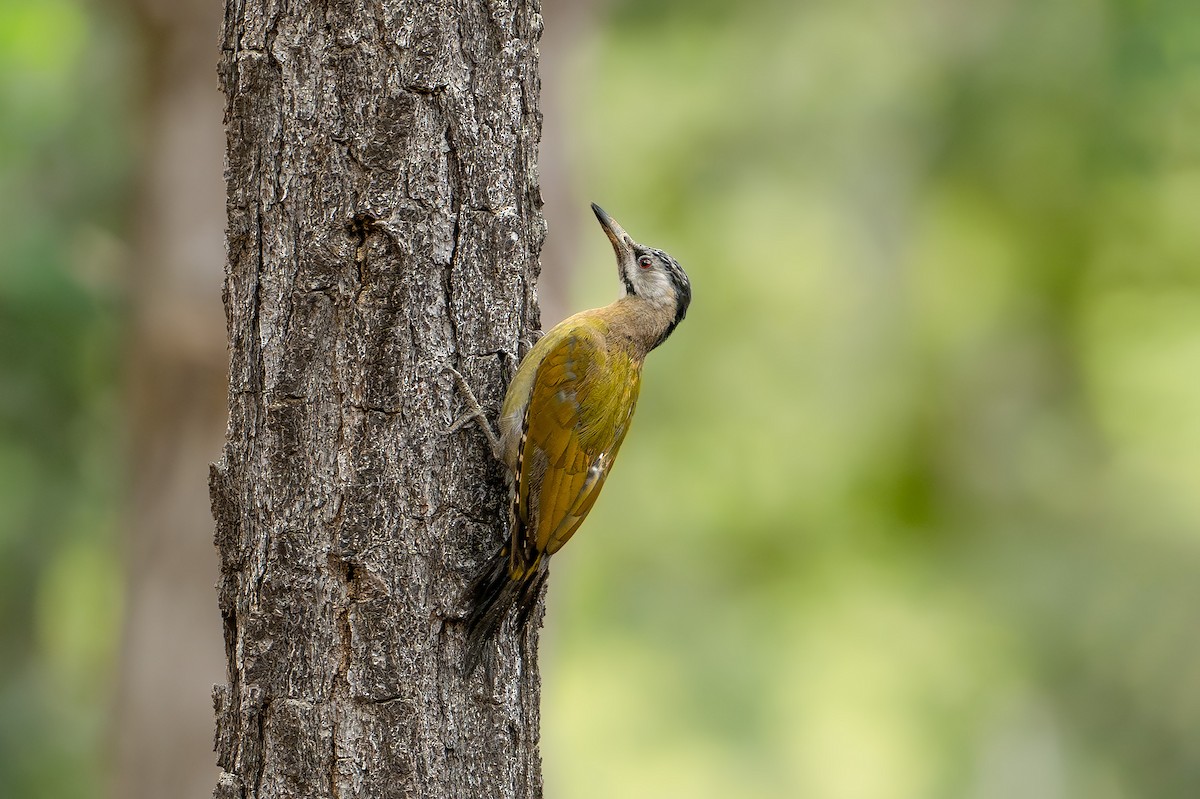 Gray-headed Woodpecker - Senkethya Sar