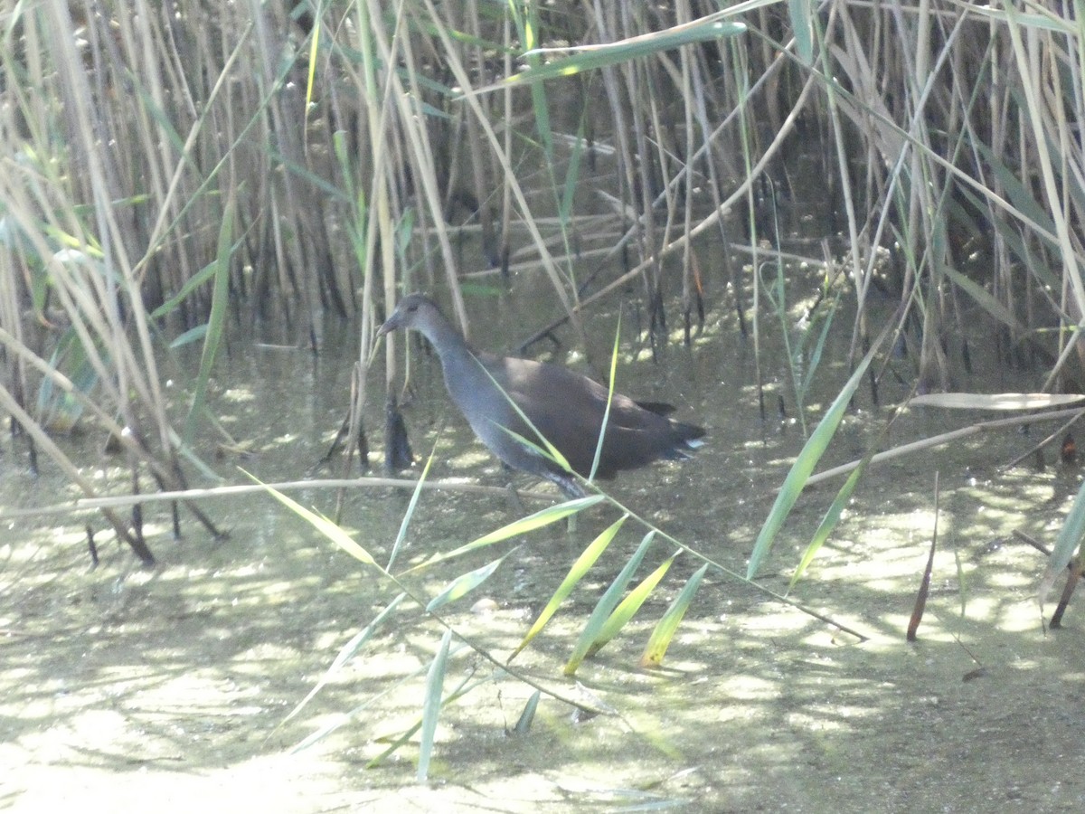 Common Gallinule - ML608513850