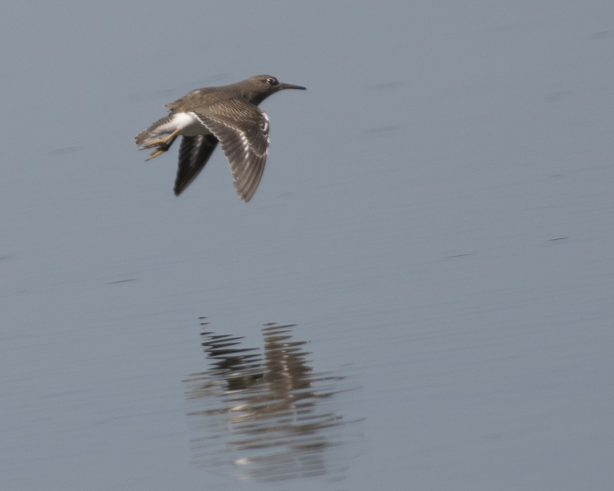 Spotted Sandpiper - ML608513857