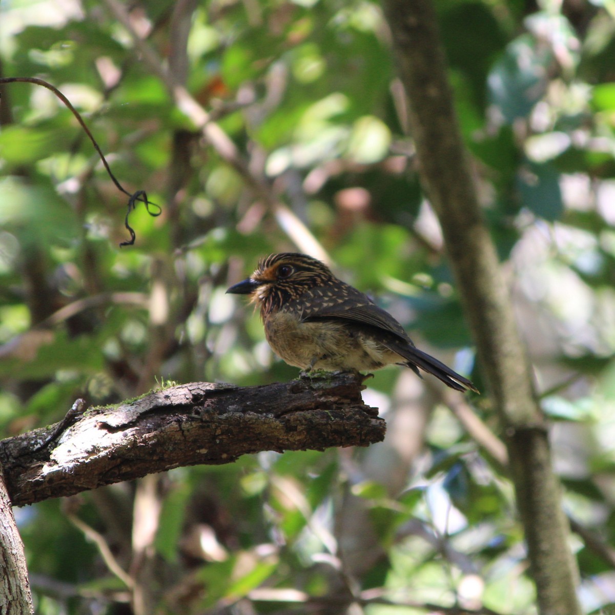 Crescent-chested Puffbird (Greater) - ML608513892