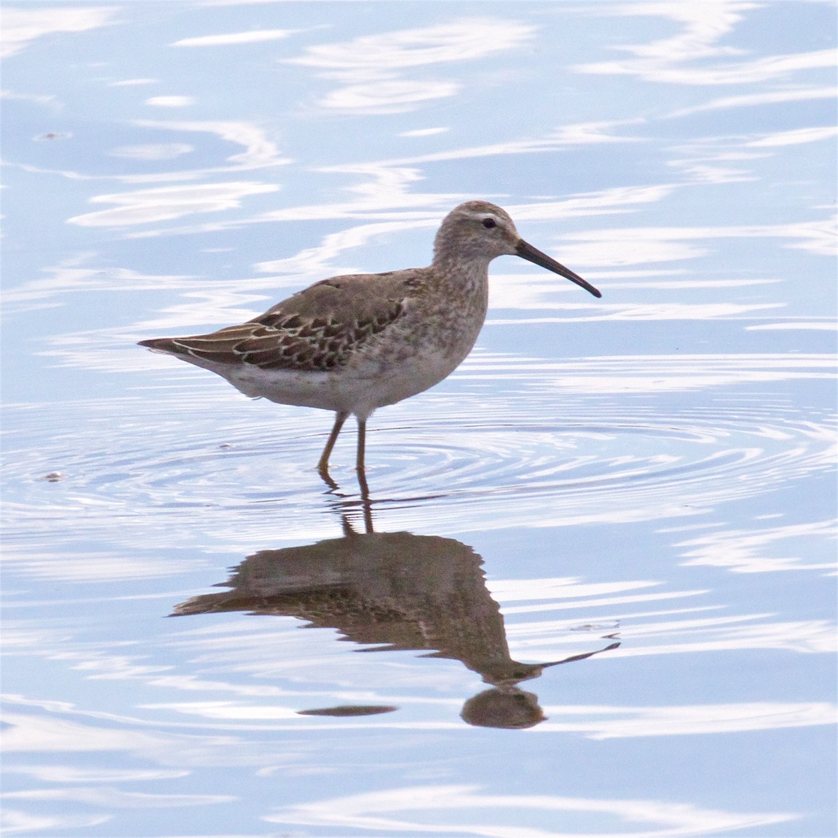 Stilt Sandpiper - ML608513950