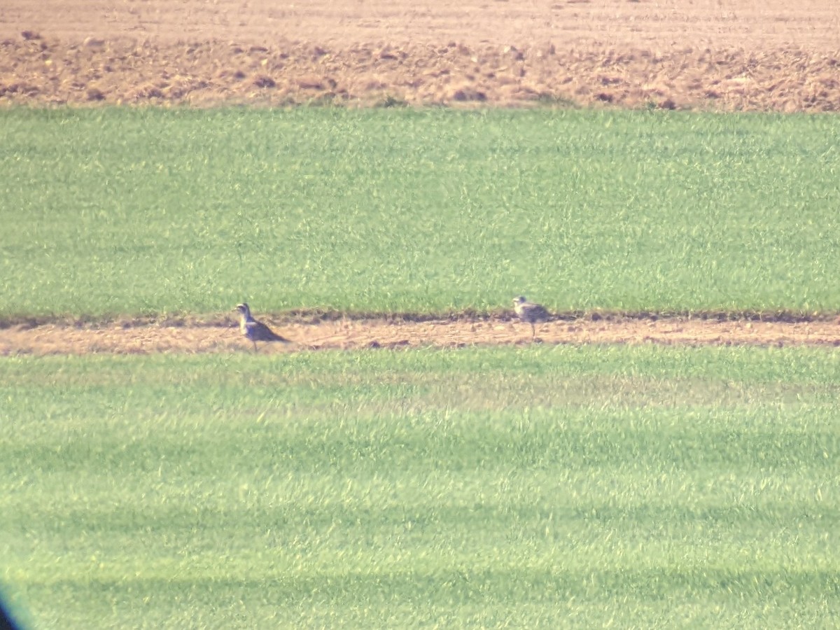 American Golden-Plover - ML608514007