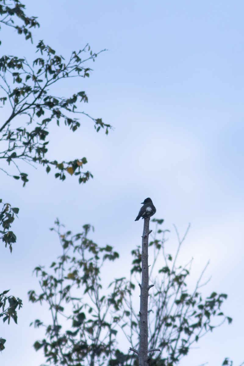 Olive-sided Flycatcher - Justin Saunders