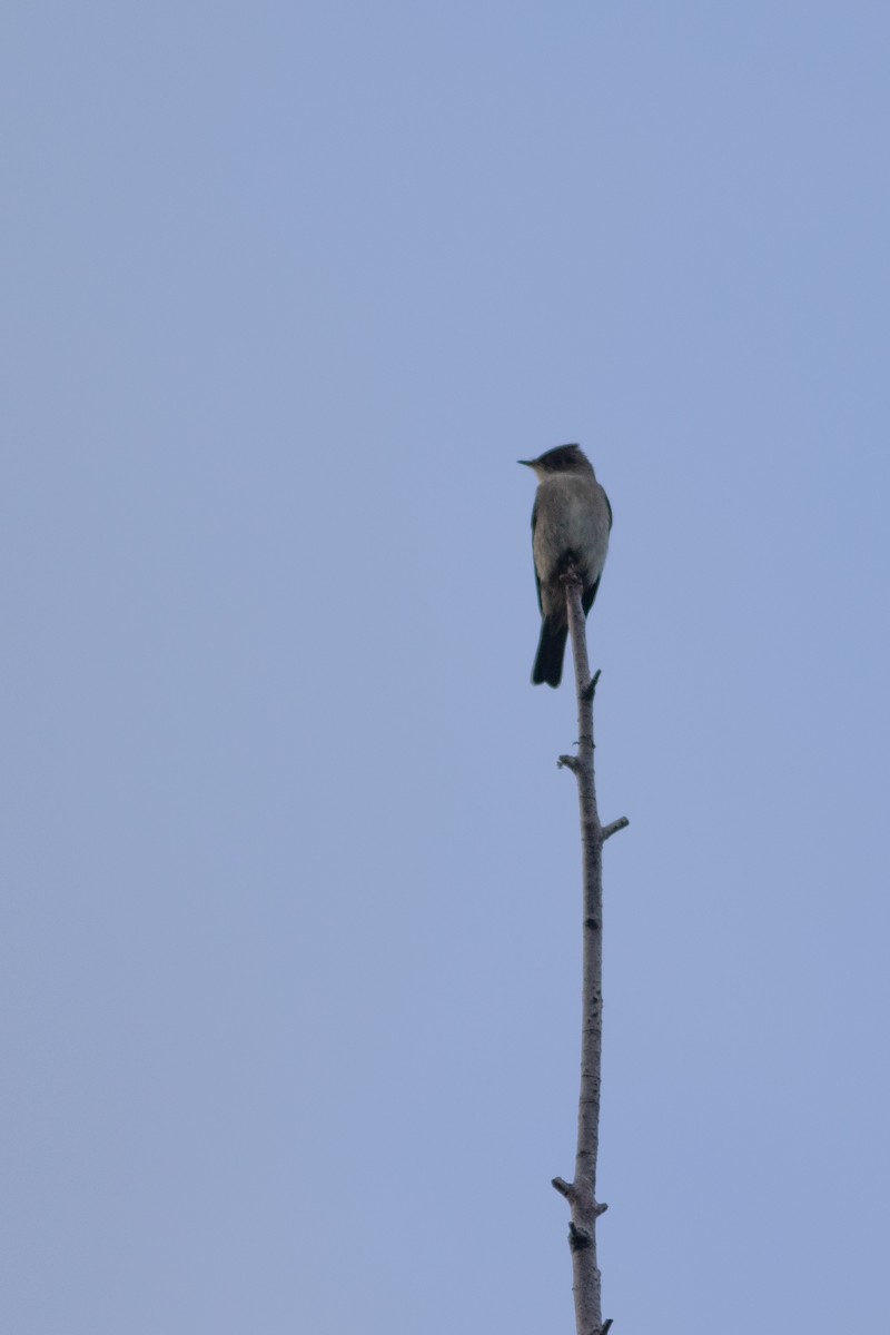 Western Wood-Pewee - Justin Saunders