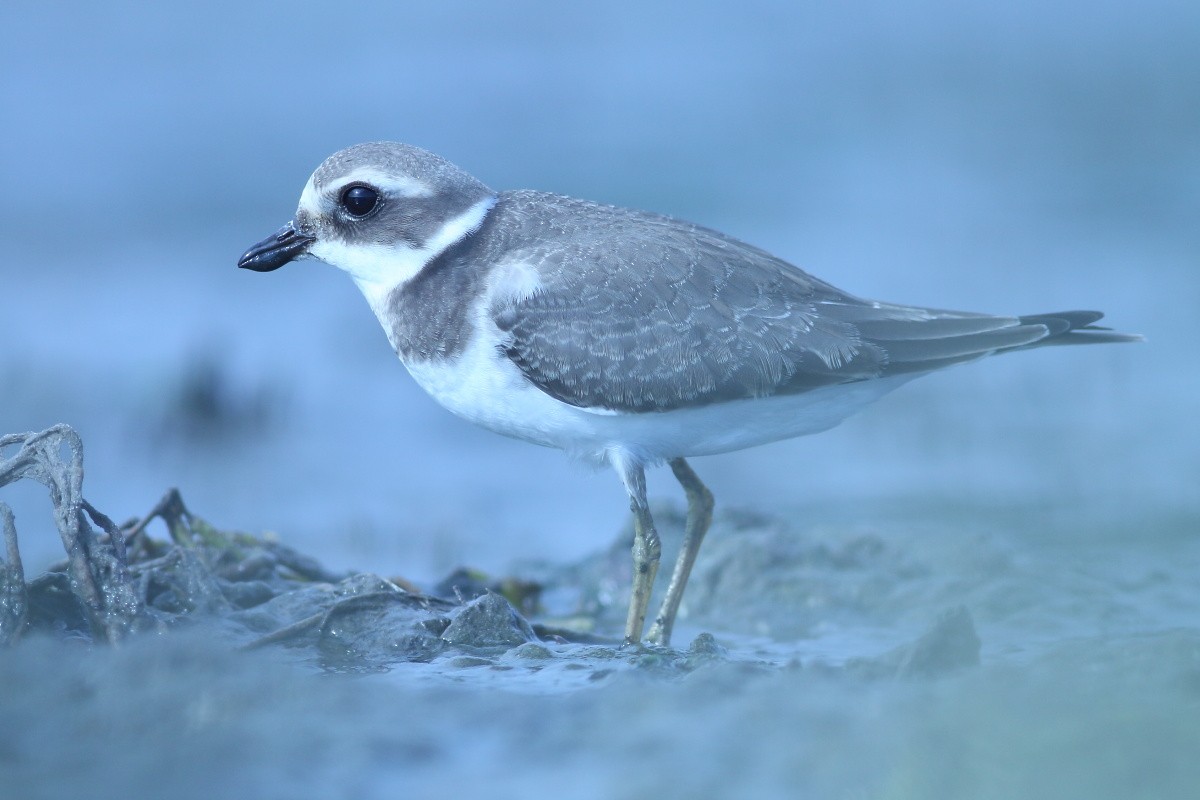 Common Ringed Plover - ML608514084