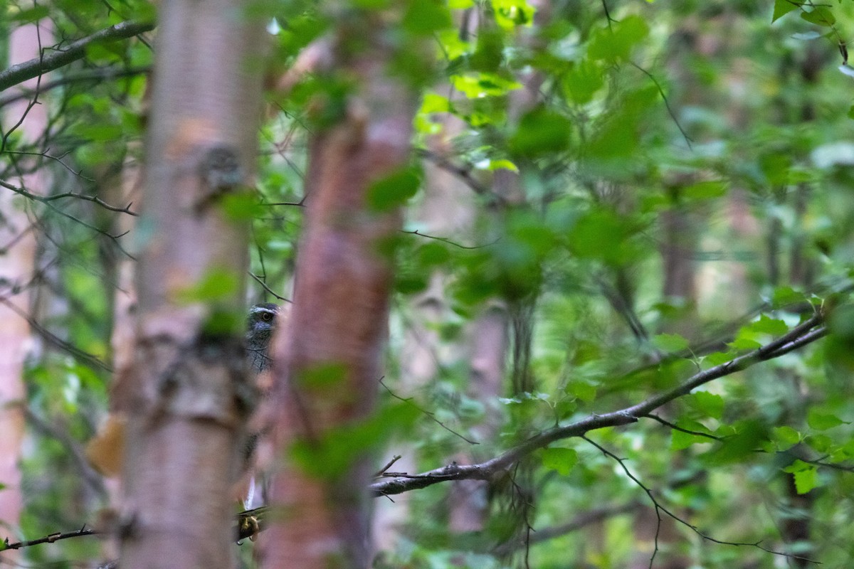 American Goshawk - ML608514231