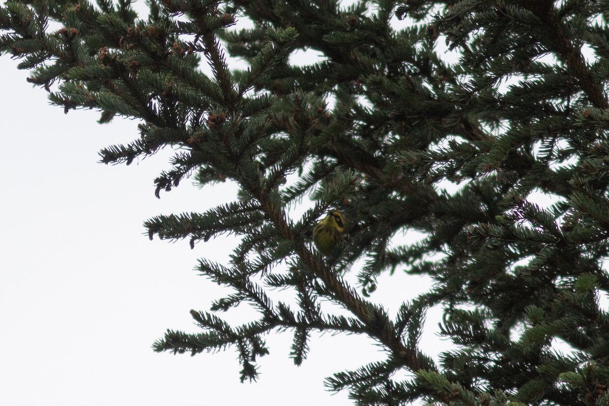 Townsend's Warbler - ML608514243