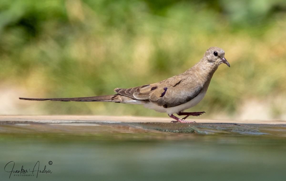 Namaqua Dove - ML608514261