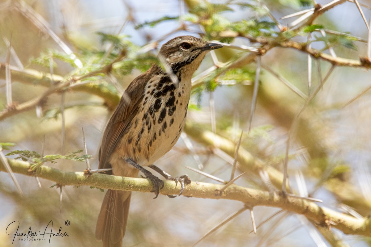 Spotted Morning-Thrush - ML608514323