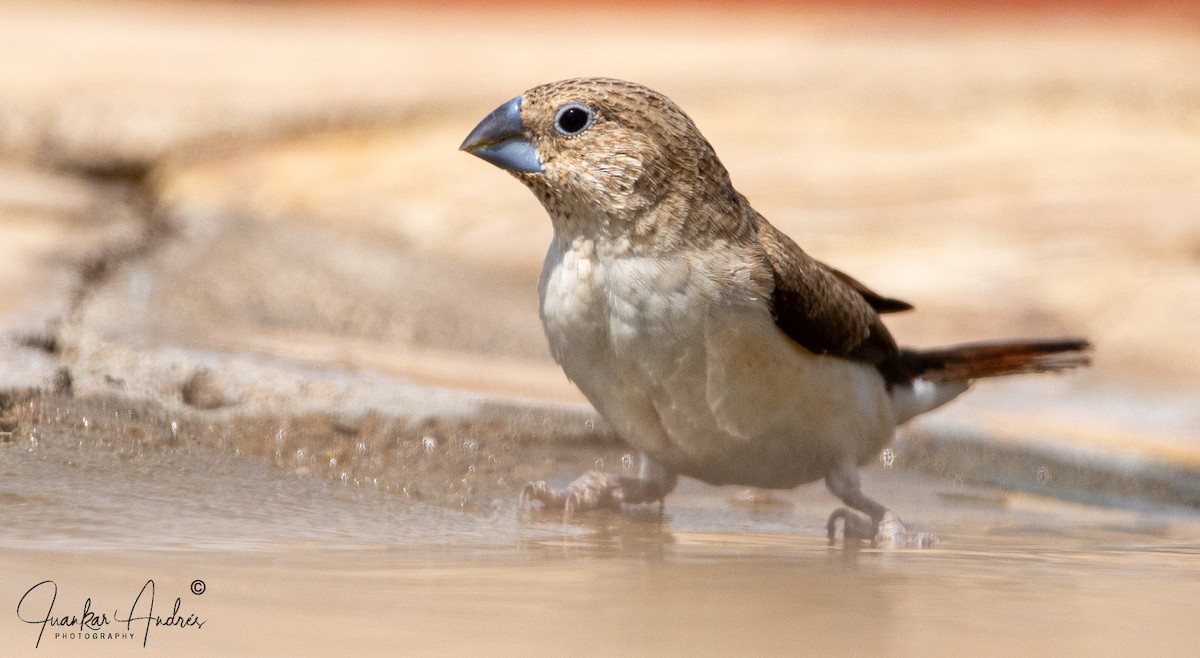 African Silverbill - Juan Carlos Andrés