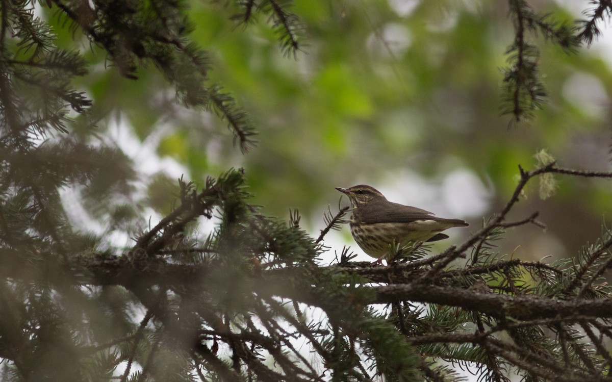 Northern Waterthrush - ML608514329