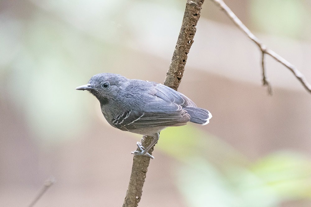 Black-chinned Antbird - Nereston Camargo