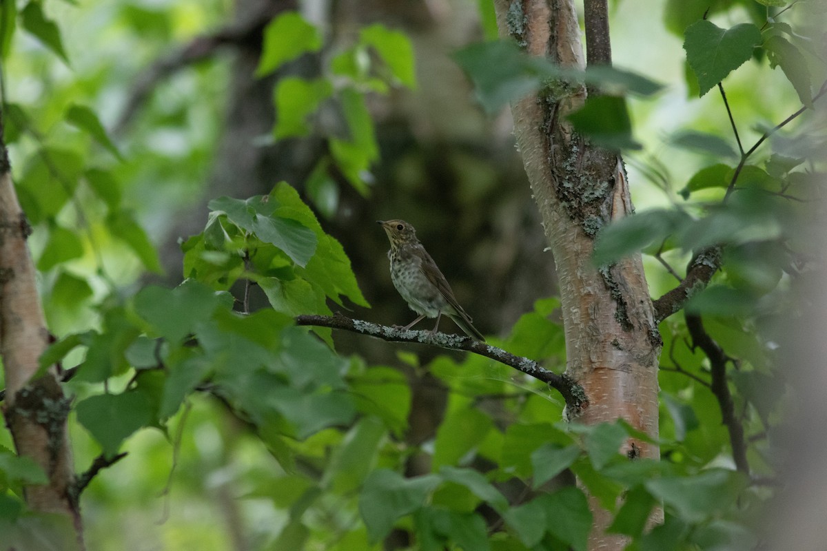 Swainson's Thrush - Justin Saunders