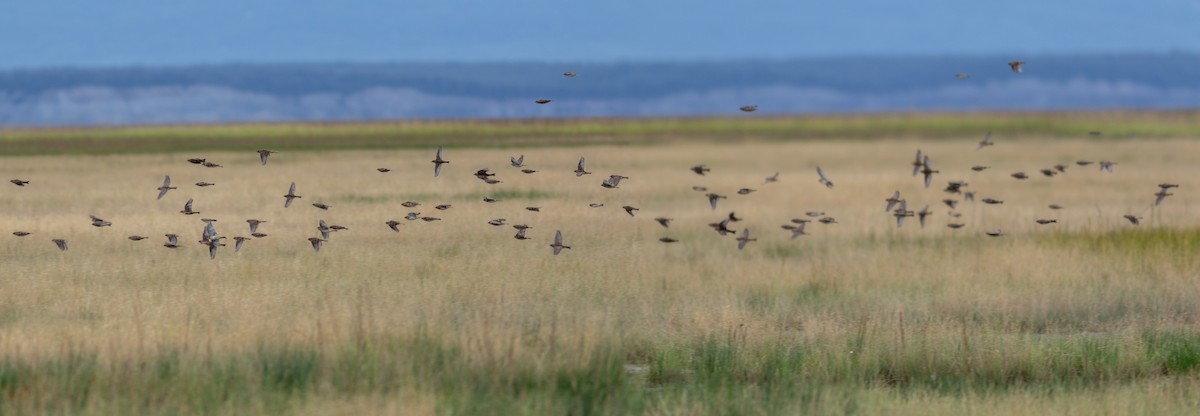 Lapland Longspur - ML608514401