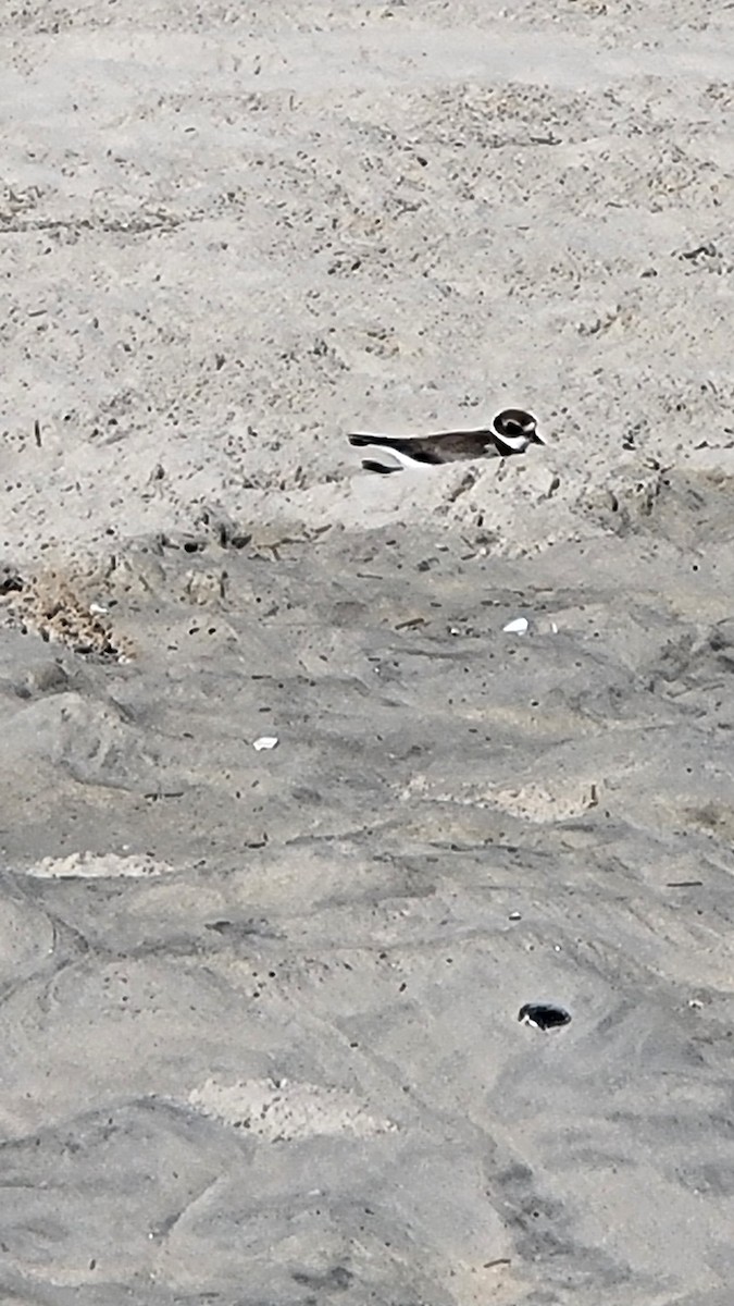 Semipalmated Plover - ML608514411