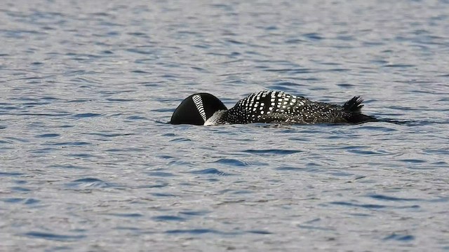 Common Loon - ML608514568