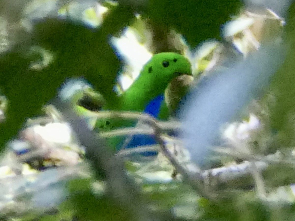 Hose's Broadbill - Peter Kaestner