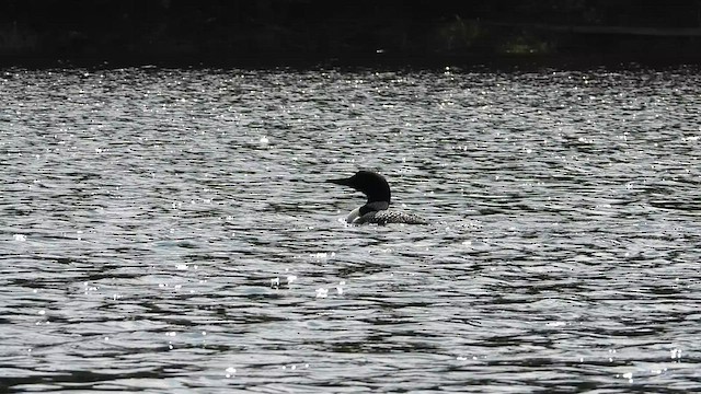 Common Loon - ML608514616