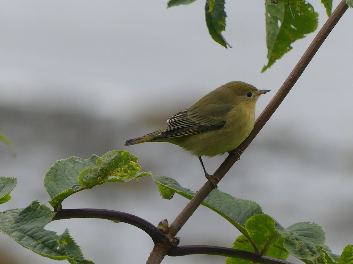 Yellow Warbler - Gus van Vliet